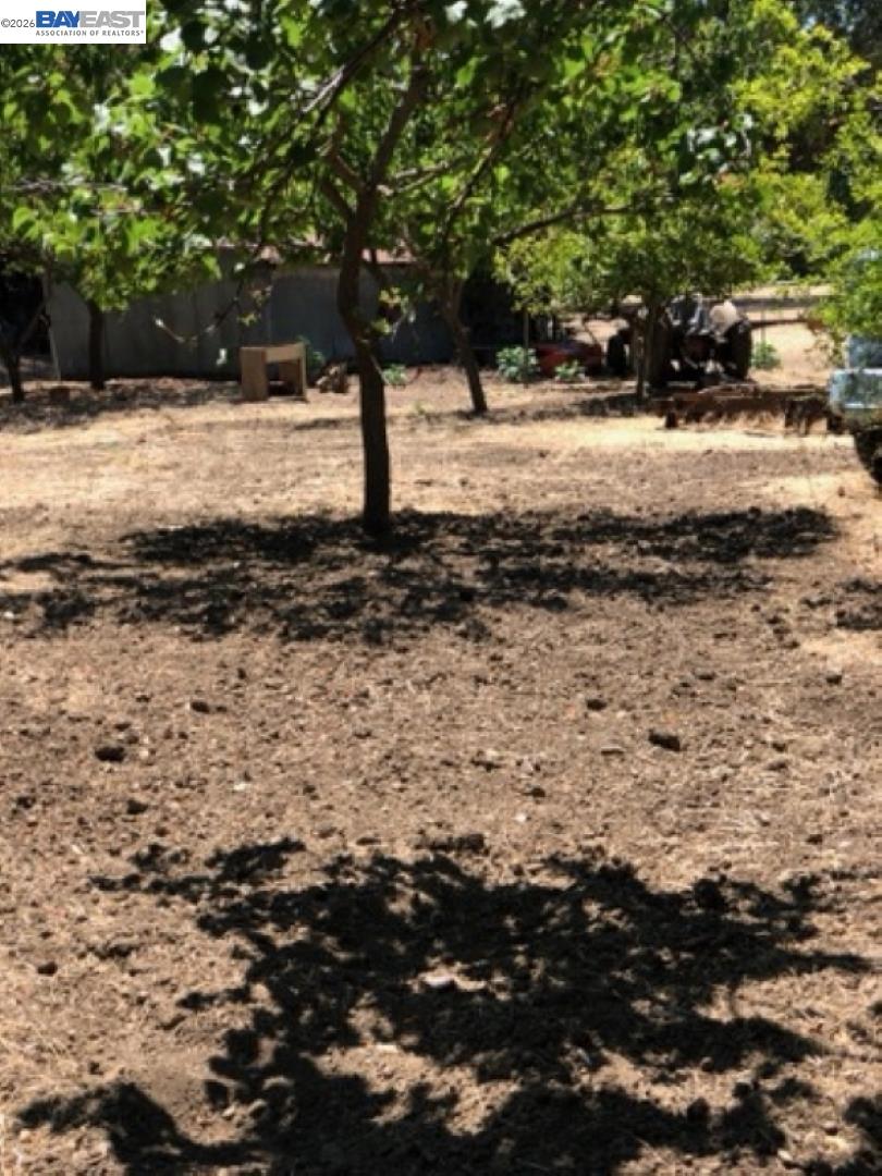 Fruit tree with the barn and tractor beyond